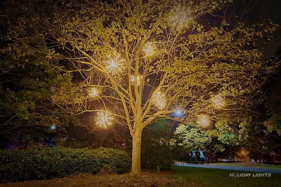 Professional trees Christmas light installation in Watertown, New York — Holiday Tree Wrapping