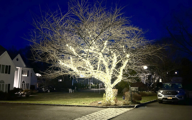 Tree Lighting
